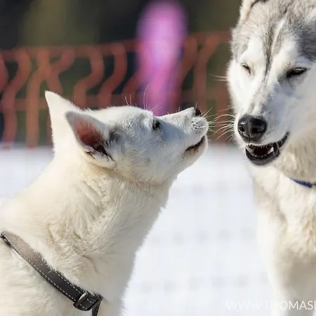 招待所 Huskie's Chalet *