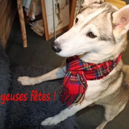 Maison d'hôtes Huskie's Chalet